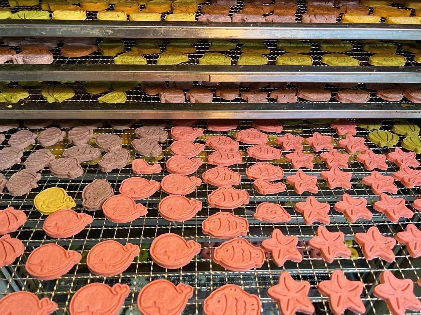 Dehydrated Salmon Ocean Biscuit